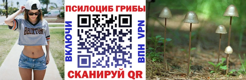 Галлюциногенные грибы Psilocybe Оса